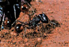 harvester ant