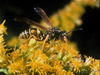 paper wasp