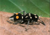 velvet ant