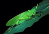 cone head katydid