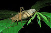 katydid