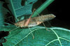 katydid