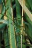 meadow grasshopper