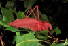 pink oblong wing katydid