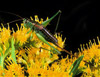 rapier meadow grasshopper