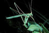 thread-leg katydid