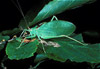 true katydid