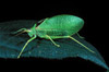 true katydid