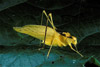 yellow oblong wing katydid