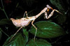 african mantis