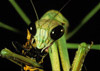 chinese mantis