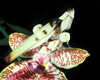 orchid mantis