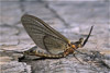 mayfly