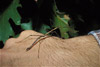 northern walkingstick