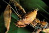 giant prickly leaf insect