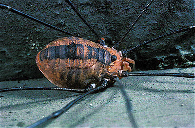 Harvestman