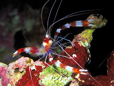 Banded Coral Shrimp