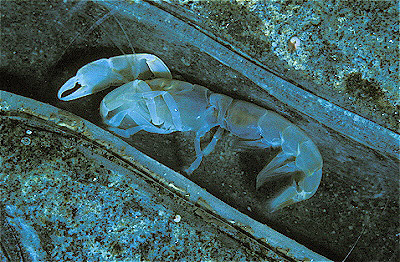 bay ghost crab