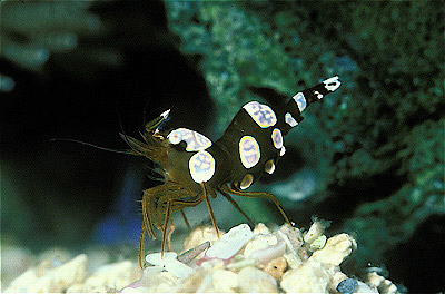 Chocolate Anemone Shrimp