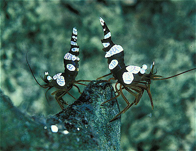 Chocolate Anemone Shrimp