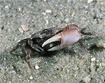 Brackish Water Fiddler Crab (male)