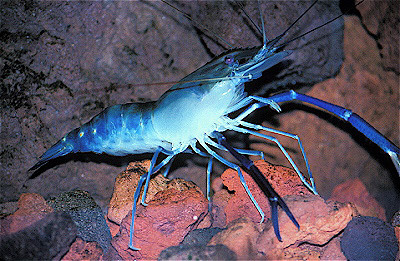 Freshwater Prawn