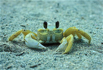 Ghost Crab