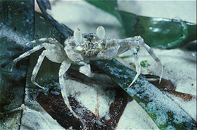 Ghost Crab