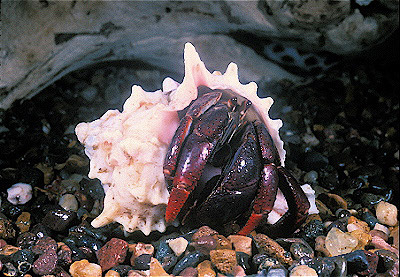 Land Hermit Crab