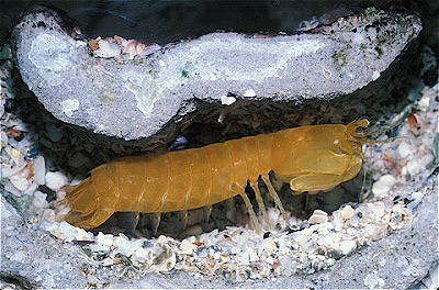 Pederson's Anemone Shrimp