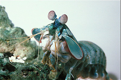 Pederson's Anemone Shrimp