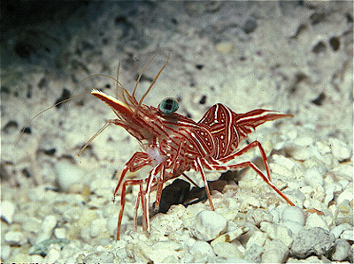 Mechanical  Shrimp