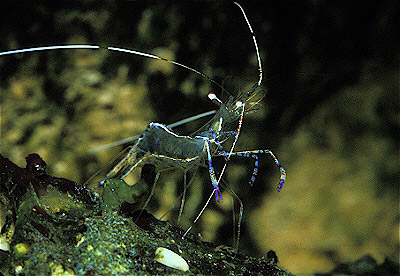 Pederson's Anemone Shrimp