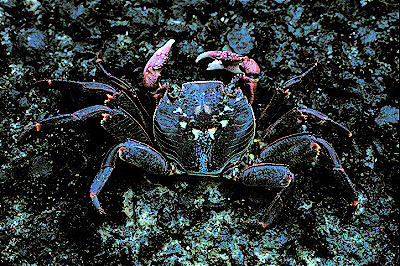 Purple Rock Crab