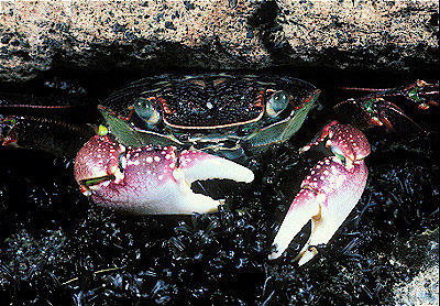 Purple Rock Crab