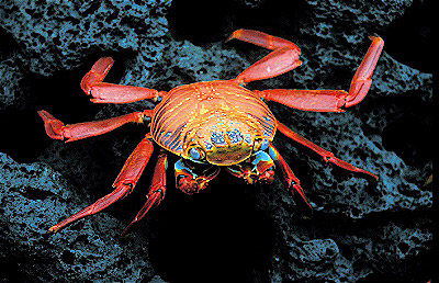 Sally Lightfoot Crab