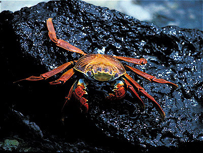 Sally Lightfoot Crab