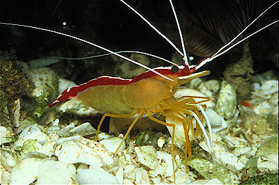 Scarlet Cleaner Shrimp