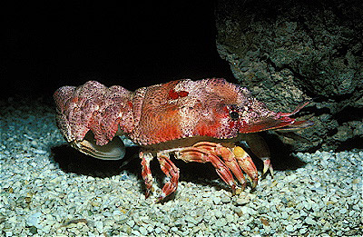 Slipper Lobster