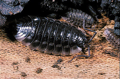 Sow Bug