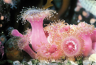 Club-Tipped Anemone