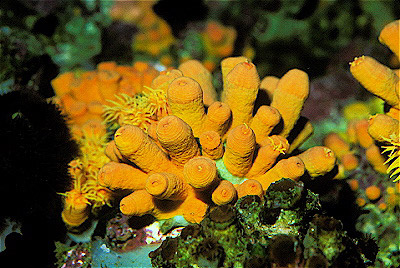 Colonial Cup Coral