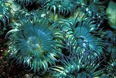 Giant Green Anemone