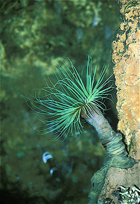 Mediterranean Anemone