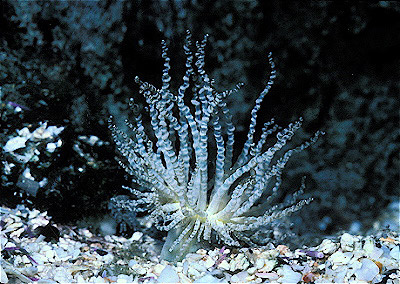 Ringed Sea Anemone