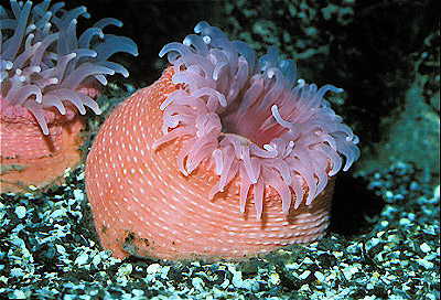 Volute Anemone