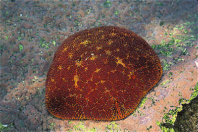 Cushion Star