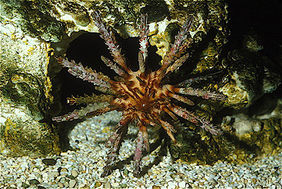 Pencil Urchin