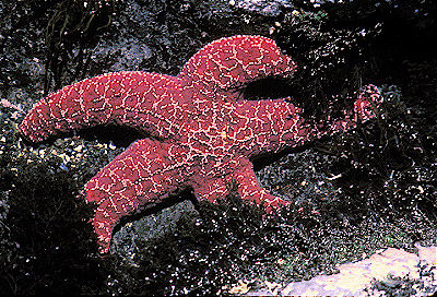 Purple Sea Star