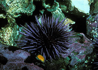 Purple Sea Urchin